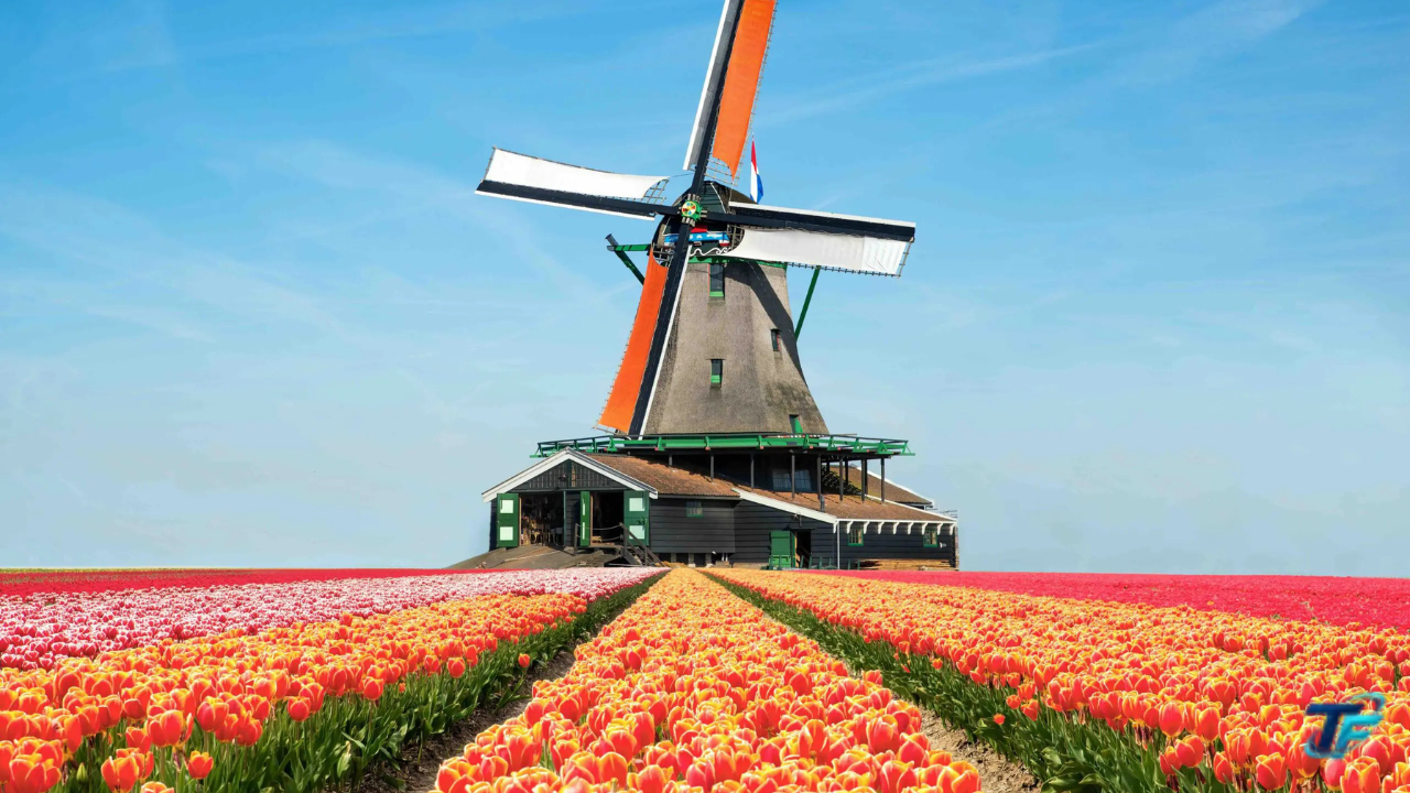 Tulpenfelder Holland